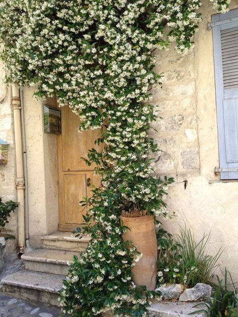 Jasmine Tree Outdoor, Jasmine Plant Outdoor, Jasmine Flower Garden, Jasmine Landscaping, Jasmin Plant, Jasmine Trellis, Jasmine Wall, Jasmine Tree, Vence France