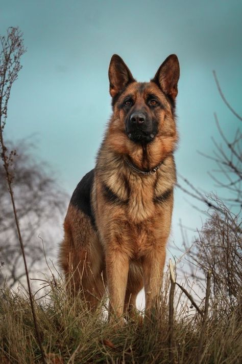 German Shepherd Photography, German Shepherd Training, German Sheperd Dogs, Scary Dogs, Mixed Breed Dogs, Coffee Table Book, Dog Images, German Shepherd Dog, Shepherd Puppies