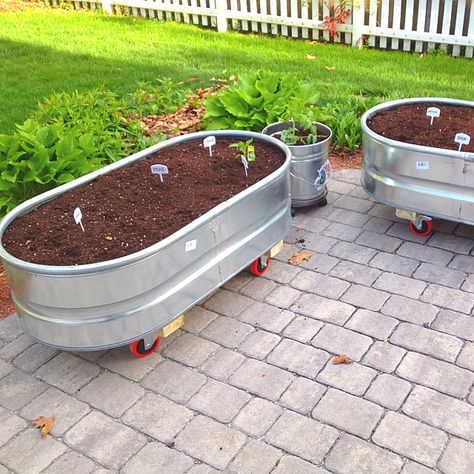 Use feeding troughs as mobile raised beds! Install casters on the bottom, drill 0.5'' drainage holes at the buttom, lay a layer of landscape fabric, do a layer of packing peanuts for the first 12'' and then fill it with the container mix at the top. so they're super mobile, if the sun changes in the yard you can move it. Stock Tank Gardening, Diy Stock Tank, Garden Troughs, Edible Gardens, Portable Garden, Manchester Nh, Money Savers, Stock Tank, Container Gardens