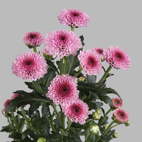 CALIMERO santini - CALIMERO Pink - #chrysanthemum #santini #chrysant #bloem #flower #flowers Crisanthiums Flower, Workshop Decor, Flower Identification, White Chrysanthemum, Paint Flowers, Chrysanthemum Flower, Flower Names, Design Flower, Chrysanthemum