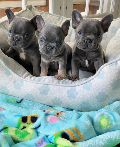 Frenchie Bulldog Puppy, Big Dogs Breeds, Biggest Dog In The World, Grey French Bulldog, Baby French Bulldog, Bat Ears, Biggest Dog, French Dogs, Bulldog Francese