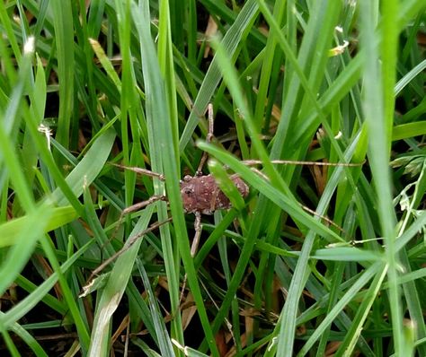 Spider in the grass The Grass, Photographer, Plants