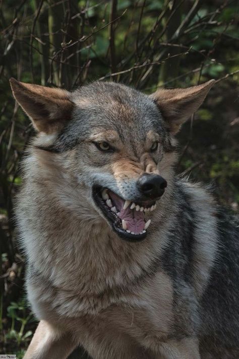 How To Draw Canines, Wolf Snarling Reference, Snarling Dog Reference, Animal Snarling, Dog Snarling Reference, Coyote Reference Photo, Snarling Reference, Wolf Reference Drawing, Canine Tattoo