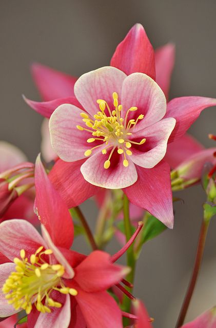 "Pink and white columbine flower" by Perl Photography on Flickr Small Pink Flowers, Columbine Flower, Beautiful Pink Flowers, Trendy Flowers, Flowers Garden, Flowers Perennials, Exotic Flowers, Ranunculus, Flower Beauty