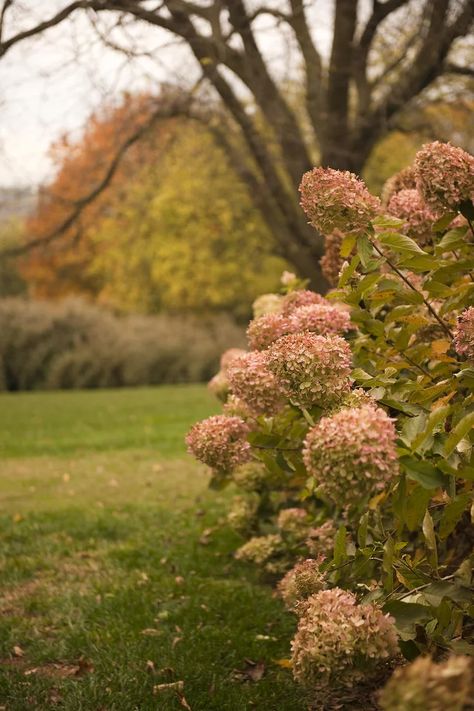 French Hydrangea, Hydrangea Landscaping, Big Leaf Hydrangea, Azaleas Garden, Bigleaf Hydrangea, Smooth Hydrangea, Fall Hydrangea, Panicle Hydrangea, Hydrangea Bloom