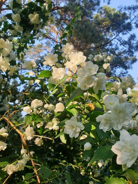 A beautiful jasmine tree in my backyard Jasmine Tree, The Sun, Sun, Plants, Flowers, Quick Saves