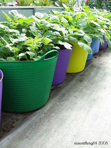 Garden tubs - £4 B&Q - used as planters - would look good with strawberries in them. Container Vegetable Gardening, Garden Tubs, Accessible Garden, Raised Garden Beds Diy Vegetables, Vege Garden, Growing Mushrooms At Home, Best Garden Tools, Plant Pot Diy, Garden Labels