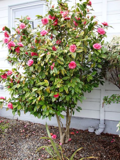 Camellia shaped into a tree. ONLY grows in zones 7-9 :( but blooms in the winter there! Camelia Tree, Camellia Tree, Camellia Plant, Ornamental Plants, Garden Trees, Front Garden, Outdoor Plants, Dream Garden, Garden Planning