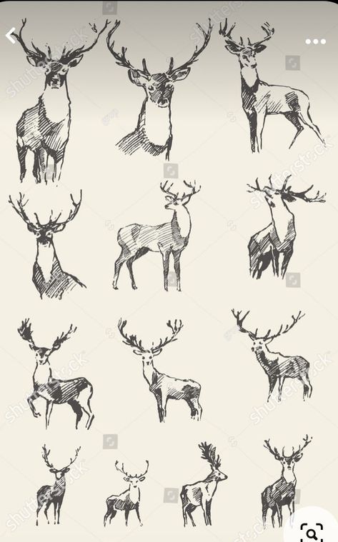 Elk Drawing Sketch, Deer Sketch Tattoo, Deer Illustration Art, Deer Illustration Design, Deer Sketch Simple, Elk Head Drawing, How To Draw A Deer, Deer Art Illustration, Deer Sketches