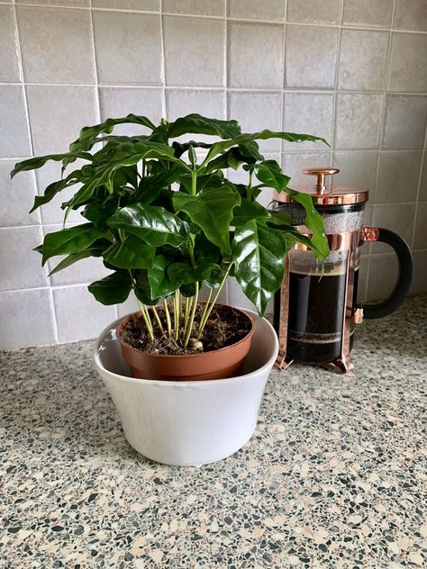 Plant Leaves Turning Brown, Growing Coffee, Coffea Arabica, Bean Plant, Kitchen Plants, Plants Are Friends, Coffee Plant, Propagating Plants, Mother Plant