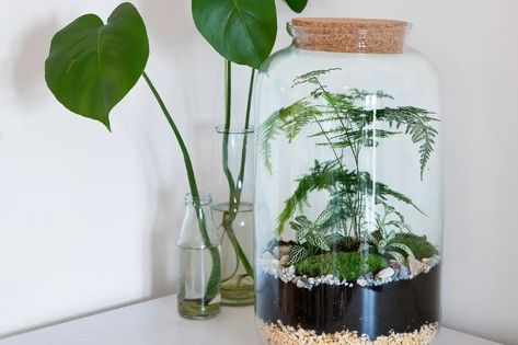 Terrarium ideas - asparagus fern in a sealed bottle Asparagus Fern Terrarium, Fern Terrarium, Asparagus Setaceus, Asparagus Densiflorus, Beginner Plants, Best Terrarium Plants, Grow Asparagus, Closed Terrarium Plants, Holly Shrub