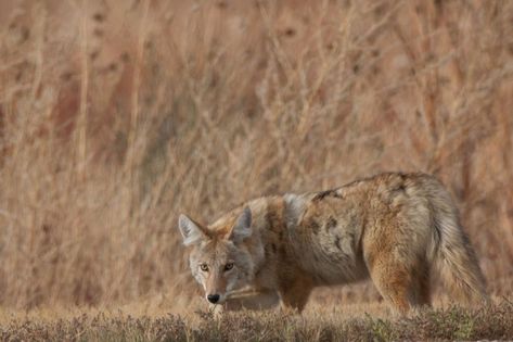 Do you make these rookie mistakes? Image by Russell Graves Coyote Trapping, Deer Hunting Tips, Quail Hunting, Hog Hunting, Coyote Hunting, Crossbow Hunting, Deer Hunting Blinds, Hunting Life, Hunting Blinds