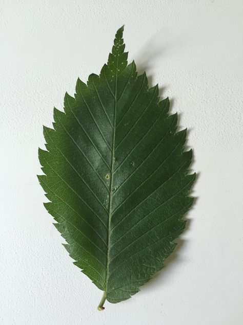 American Elm - Leaf Elm Leaf, Nursing Wallpaper, Terrace Dining, Burning Bay Leaves, City Project, Leaf Tattoo, Elm Tree, Tree Identification, Leaf Plant