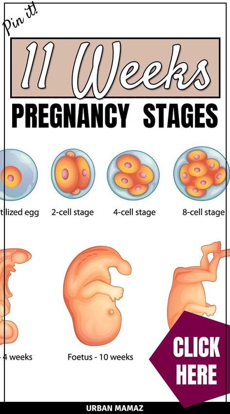 2 Weeks Pregnant, Pregnancy Development, Week By Week Pregnancy, Body Changes During Pregnancy, 11 Weeks Pregnant, Pregnancy Illustration, Pregnancy Meal Plan, Pregnancy Week, Pregnancy Goals