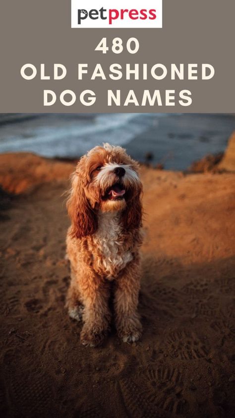 480 Old Fashioned Dog Names - Old School Dog Name Ideas Puppy Pin Ideas, Old Man Names For Dogs, Boho Dog Names, Farm Dog Names, Aesthetic Pet Names, Original Dog Names, Funny Names For Dogs, Female Dog Names Unique, Puppy Names Female