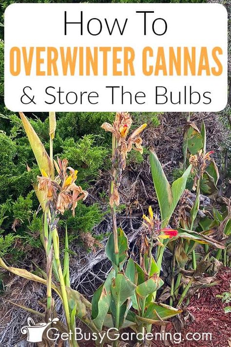 Unless your climate is warm, keeping canna lilies alive through the winter requires a few extra steps. But it can save money on new plants each year, and keep your favorite varieties growing. In my comprehensive guide on overwintering canna lilies I share several ways to bring them indoors for the cold season. From keeping canna bulbs in pots or in dry winter storage, there’s bound to be a method that works for you. With my detailed canna lily winter care tips, even beginners can tackle this. Canna Lily Landscaping, Cana Lillies, Canna Lily Care, Canna Lily Garden, Cana Lily, Canna Lilly, Canna Lillies, Overwintering Plants, Canna Bulbs