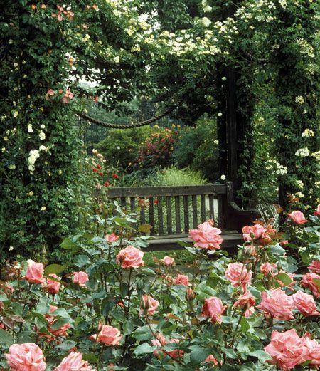 Mha Wattpad, Cottage Rose, Garden Wallpaper, Secret Gardens, London Park, The Secret Garden, English Rose, Kew Gardens, Garden Care