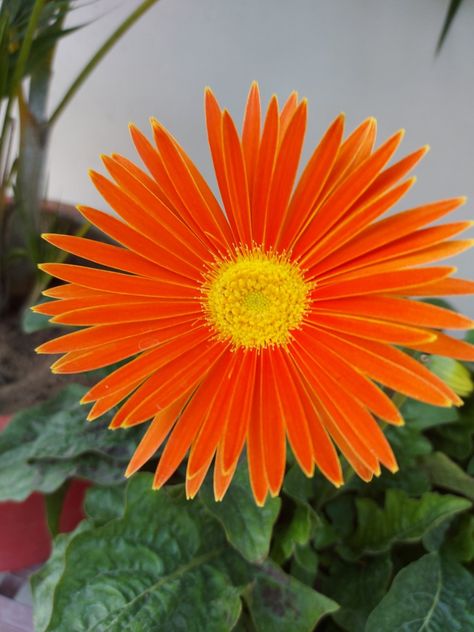 Barberton Daisy, Chrysanthemum Morifolium, Gerbera Jamesonii, Daisy Tattoo, Interesting Pictures, Flowers Nature, Chrysanthemum, Daisy Flower, Daisy