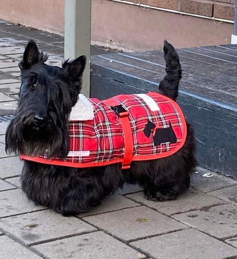 Scottish Terrier Christmas, Scottie Puppies, Scottish Terrier Puppy, Gatos Cool, Every Dog Breed, Scottie Terrier, Really Cute Puppies, Scotty Dog, Scottie Dogs