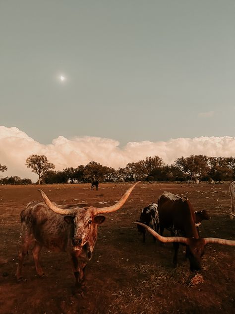 Red Western Aesthetic Wallpaper, Turquoise Country Aesthetic, Western Home Screen Wallpaper, Dark Western Wallpaper, Brown Western Wallpaper, Western Computer Wallpaper, Aesthetic Country Pictures, Cowgirl Aesthetic Wallpaper, Western Widgets