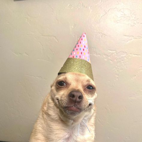 Birthday Tag, Dogs Love, Instagram Live, Tag A Friend, Chihuahua, Every Day, Dogs, Birthday, On Instagram