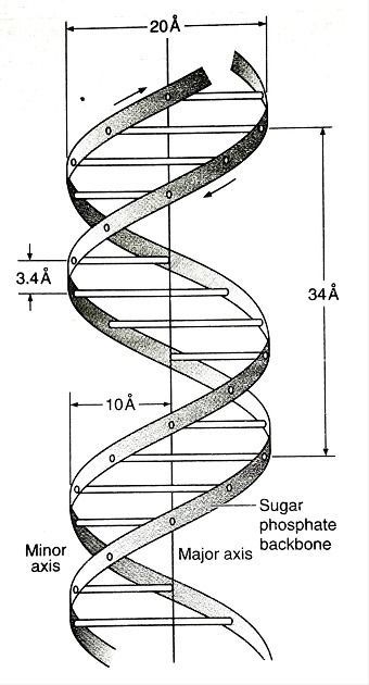 Watson And Crick Dna Model, Dna Helix Drawing, Dna Art Design, Dna Diagram, Dna Double Helix Model, Nucleic Acid Structure, Double Helix Dna, Dna Drawing, Heading Design