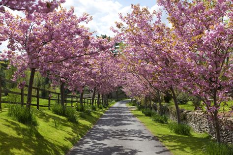 The mean date of blooming is April 4, and can last as long as 14 days. However, this date isn't set in stone — nature can be a little unpredictable when it comes to bloom time. Just in Time for Spring Acreage Ideas, Ornamental Cherry, Easter Pics, Flowering Cherry Tree, Cherry Orchard, Long Driveways, Cherry Trees, Spring Tree, Japanese Cherry Blossom