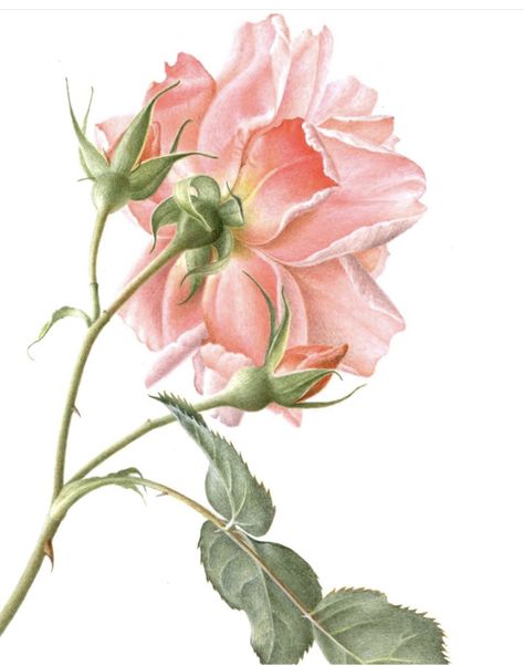 Rose Side View, Rosé Side View, Rose Paintings, Plant Illustrations, Needle Painting, Botanical Vintage, Watercolor Subjects, Watercolor Flower Art, Botanical Painting