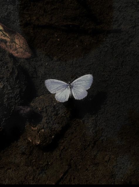 Butterfly Feeling Aesthetic, Butterfly In Forest Aesthetic, Butterfly Astethic Pictures, Pinned Butterfly Aesthetic, Moth Profile Pic, White Butterfly Widget, Widgets Butterfly, Butterfly Aesthetic Pfp, White Butterfly Aesthetic