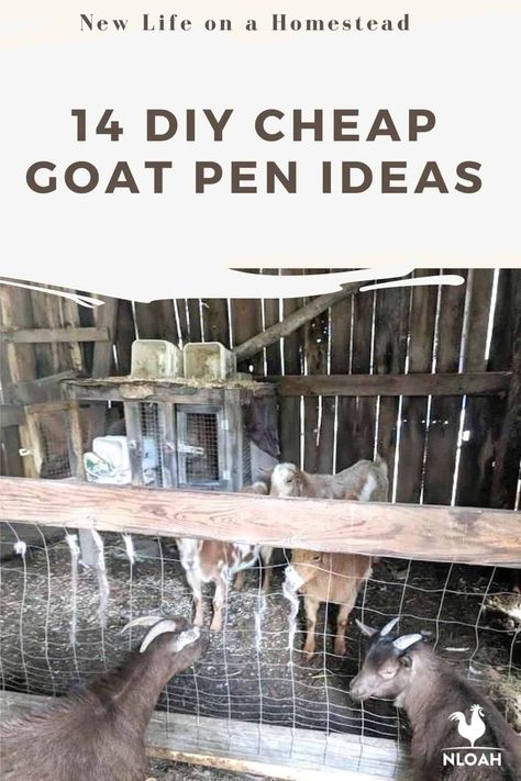 Keeping goats contained is always tough, but you don't have to spend a fortune with these 14 DIY goat pen ideas. #goats #goatpen #goatspen Diy Goat Pen, Goat Kidding Pen, Pygmy Goat Pen, Goat Pen Ideas, Goat Pens, Goat Playground, Keeping Goats, Goat Pen, Farming Ideas