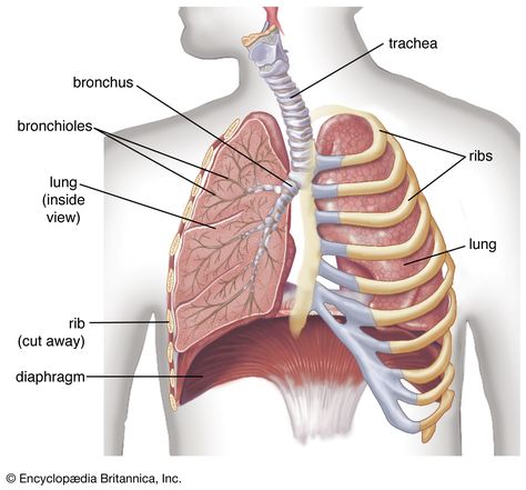 Thoracic Cavity, Human Respiratory System, Standing Yoga Poses, Standing Yoga, Soft Palate, Asthma Symptoms, Lungs Health, Yoga Posen, Asthma Attacks