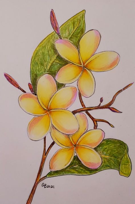 Colored Flower Drawing, Flower Sketches Colored Pencil, Colored Pencil Art Beginner, Color Pencil Drawings For Beginners, Drawing Ideas Colour Pencil Beginner, Pencil Colour Sketches For Beginners, Pencil Color Drawing For Beginners, Flower Drawing Realistic, Flower Color Pencil Drawing