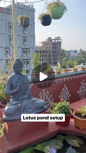 Lotus Pond Garden, Lotus Garden, Pond Garden, Lotus Pond, Terrace Garden, Garden Projects, Instagram A, Balcony, Outdoor Gardens