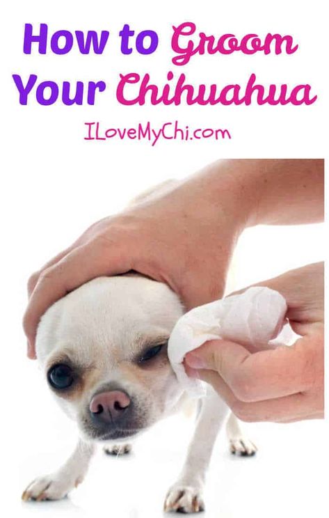 Groom your chihuahua the easy way with this pet groomer's tips! Chihuahua Training Tips, Chihuahua Puppy Training, Deer Chihuahua, Chi Dog, Chihuahua Facts, Chihuahua Training, Pet Remedies, Puppy Tips, Chihuahua Clothes