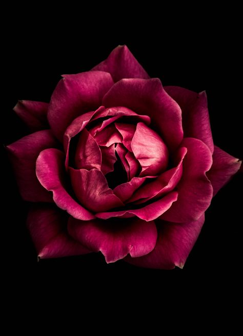 Photography Flowers, Trendy Flowers, Flowers Photography, Red Rose, Black Background, Flowers, Photography, Red, Pink