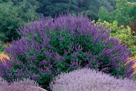 Because we are constantly faced with the challenge of drought, we have committed ourselves for the past 15 years to identifying traits in shrubs like drought tolerance and performance history in addition to their natural attraction. Here are the standout shrubs that still look sexy in the scorching, dry heat. Modern Mediterranean Garden, Drought Tolerant Shrubs, Vitex Agnus Castus, Agnus Castus, Chaste Tree, Flowering Quince, Drought Tolerant Garden, Drought Tolerant Landscape, Specimen Trees