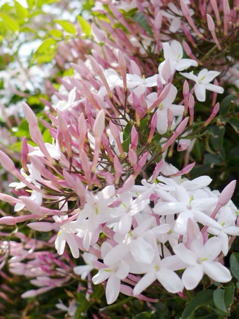 jasmine-flower-vine-t-kiya-flickr Hibiscus Seeds, Jasmine Vine, Pink Jasmine, Flower Tropical, Evergreen Vines, Jasmine Plant, White Hibiscus, Jasmine Flowers, Garden Vines