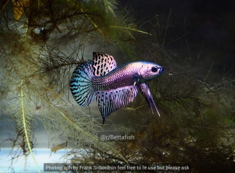 Purple And Copper, The Roots, Betta Fish, Aquariums, Pink And Purple, Fish Pet, Light Pink, Copper, Fish