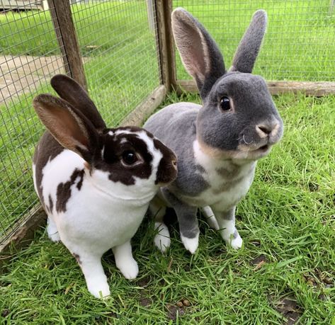 Mini Rex Bunny, Mini Rex Bunnies, Rex Bunny, Rex Rabbits, Mini Rex Rabbit, Dutch Rabbit, Pet Bunny Rabbits, Rabbit Life, Rabbit Breeds