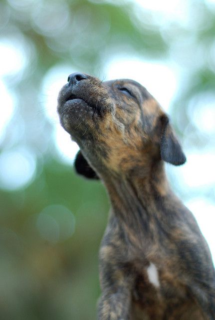 Plott Hound Brindle, Plott Hound Puppy, American Leopard Hound, Hound Dog Breeds, Hound Breeds, Plott Hound, Hound Puppies, Catahoula Leopard Dog, Leopard Dog