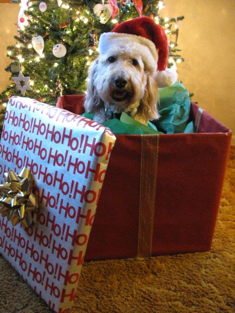 Sooo adorable. Don't forget to order your grain free organic dog treats for his stocking!  Www.boneyardbakery.net Christmas Gifts For Dogs, Christmas Pet Photos, Puppy Surprise, Dog Christmas Photos, Dog Christmas Pictures, Dog Xmas, Dog Christmas Card, Gifts For Dogs, Dog Photoshoot