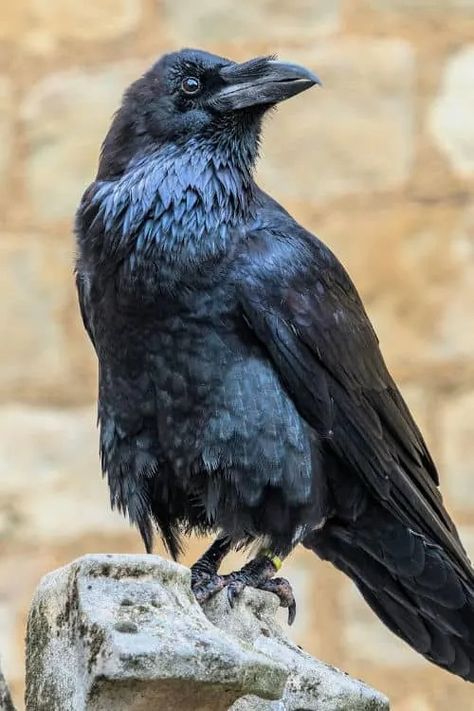 Raven Side Profile, Raven Aarakocra, Raven Anatomy, Raven Reference, Raven Cute, Raven Photography, Cloud Giant, Raven Color, Raven Wings