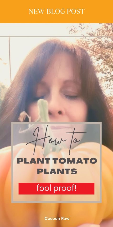 How to grow tomato plant with a photo of me holding a large orange accordion tomato.  Foolproof way to grow a success plant and obtain a big harvest. Tomatoes In Garden, How To Plant Tomatoes, Tomatoes In Pots, Plant Tomatoes, How To Grow Tomatoes, Grow Tomatoes, Tomato Plant, Garden Pest Control, Seed Saving