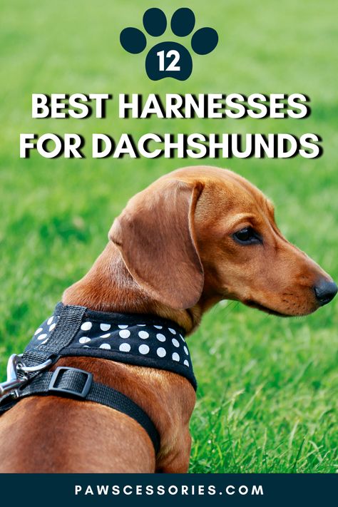 harnesses for dachshunds Best Dog Harness, Dachshund Accessories, Cool Dog Collars, Dachshund Stuff, Green Dog Collar, Velvet Dog Collar, Personalized Leather Dog Collar, Dog Breeds List, Leather Dog Collar Custom