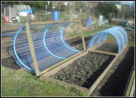 Plantarea Legumelor, Plants Growing, Greenhouse Plans, Veg Garden, Diy Greenhouse, Garden Greenhouse, Cold Frame, Greenhouse Gardening, Vegetable Garden Design