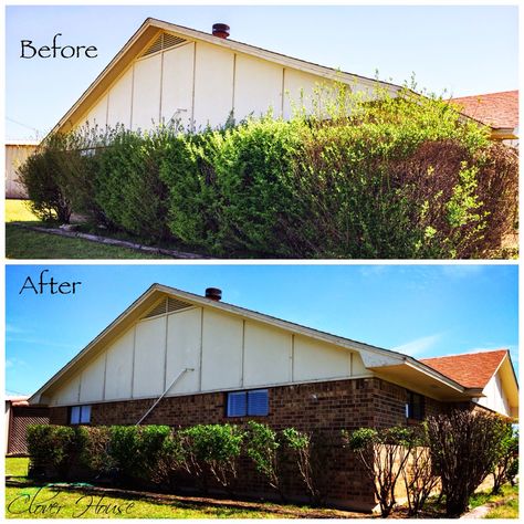 Trim Hedges, Cedar Hedge, Family Yard, Hedge Trimming, Flower Hedge, Trimming Hedges, Sustainable Landscaping, Lush Lawn, Lawn Maintenance