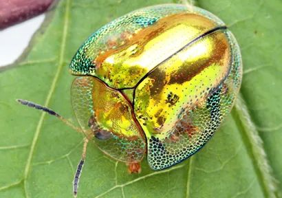 From Turtle Shell to Poop Umbrella, This Is One Unusual Group of Beetles Insect Collage, Tortoise Beetle, Beetle Insect, Tiny Turtle, Water Collection, Turtle Shell, Arachnids, Beetles, Sea Creatures