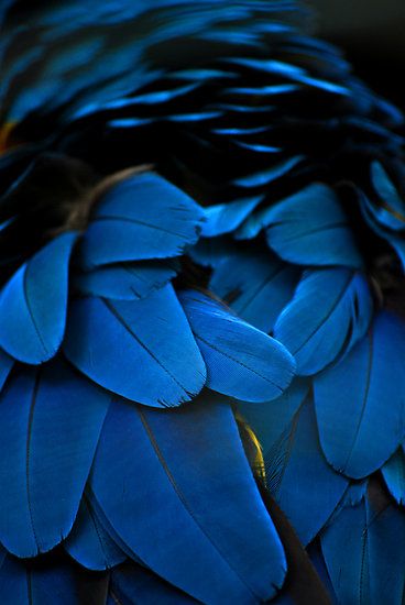 Birds of a feather by Dan Cordner Anders Dragon Age, Art Atelier, Blue Things, Behind Blue Eyes, Blue Feather, Foto Art, Feeling Blue, Love Blue, Color Textures