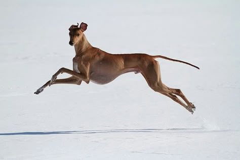 Dogs Running, Hound Dogs, Dog Anatomy, Greyhound Art, Grey Hound Dog, Dog Runs, Italian Greyhound, Hound Dog, Whippet