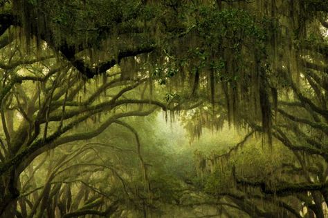 Spanish moss, a symbol of the "old" South and interesting plant. Spanish Moss Trees, Dark Weather, Weird Trees, Live Oak Trees, Georgia Usa, Oak Trees, Spanish Moss, Savannah Georgia, Tropical Art